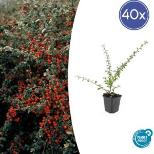 40x Cotoneaster suec. 'Coral Beauty' - ↕10-25cm - Ø9cm