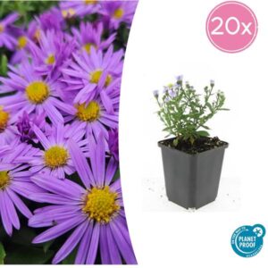20x Aster (D) 'Prof. Anton Kippenberg' - ↕10-25cm - Ø9cm