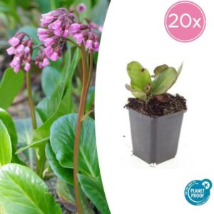 20x Bergenia cordifolia 'Herbstblüte' - ↕10-25cm - Ø9cm