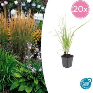 20x Calamagrostis acut. 'Karl Foerster' - ↕10-25cm - Ø9cm
