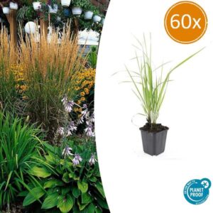 60x Calamagrostis acut. 'Karl Foerster' - ↕10-25cm - Ø9cm