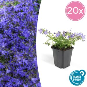 20x Campanula poscharskyana 'Stella' - ↕10-25cm - Ø9cm