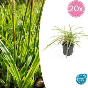 20x Carex morrowii 'Aureovariegata' - ↕10-25cm - Ø9cm