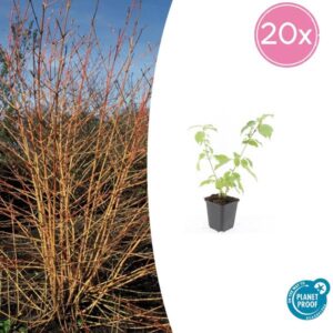 20x Cornus sang. 'Anny's Winter Orange' - ↕10-25cm - Ø9cm
