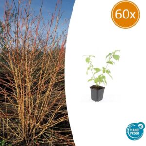 60x Cornus sang. 'Anny's Winter Orange' - ↕10-25cm - Ø9cm
