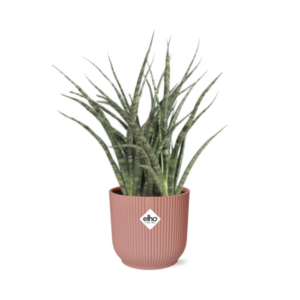 Sansevieria Fernwood Punk in ELHO Vibes Fold 14cm roze