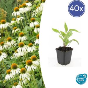 40x Echinacea p. 'White Swan' - ↕10-25cm - Ø9cm