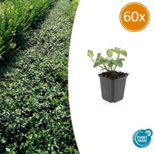 60x Euonymus fort. 'Dart's Blanket' - ↕10-25cm - Ø9cm