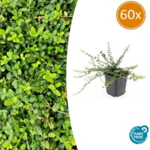 60x Euonymus fort. 'Minimus' - ↕10-25cm - Ø9cm