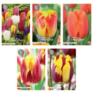 Tulipa - Bloemenbollen Mix (10) - 5 soorten - 47 bollen