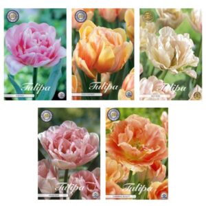Tulipa - Bloembollen Mix (2) - 5 soorten - 35 bollen
