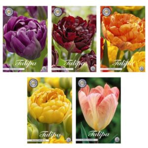 Tulipa - Bloembollen Mix (3) - 5 soorten - 38 bollen