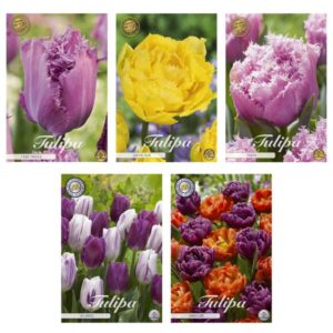 Tulipa - Bloembollen Mix (5) - 5 soorten - 41 bollen