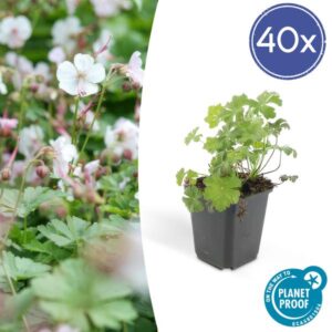 40x Geranium cant. 'Biokovo' - ↕10-25cm - Ø9cm