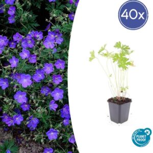 40x Geranium 'Johnson's Blue' - ↕10-25cm - Ø9cm