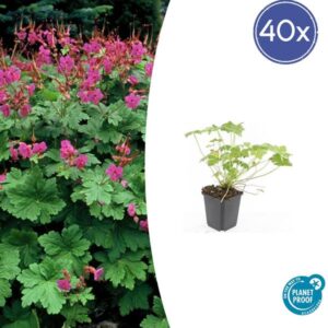 40x Geranium macr. 'Czakor' - ↕10-25cm - Ø9cm