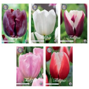 Tulipa - Bloembollen Mix (12) - 5 soorten - 41 bollen