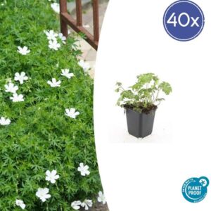 40x Geranium sang. 'Album' - ↕10-25cm - Ø9cm
