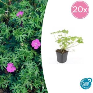 20x Geranium 'Tiny Monster' - ↕10-25cm - Ø9cm