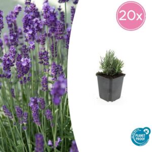 20x Lavandula ang. 'Dwarf Blue' - ↕10-25cm - Ø9cm