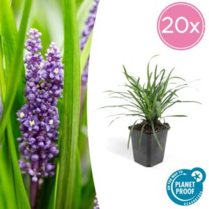 20x Liriope muscari 'Big Blue' - ↕10-25cm - Ø9cm