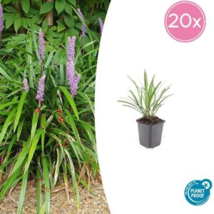 20x Liriope muscari 'Ingwersen' - ↕10-25cm - Ø9cm