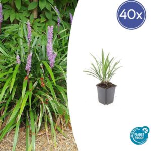40x Liriope muscari 'Ingwersen' - ↕10-25cm - Ø9cm