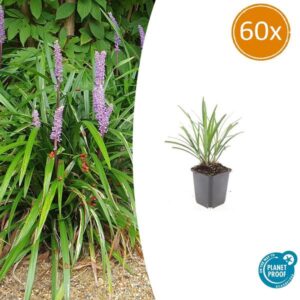 60x Liriope muscari 'Ingwersen' - ↕10-25cm - Ø9cm
