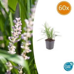 60x Liriope muscari 'Moneymaker' - ↕10-25cm - Ø9cm
