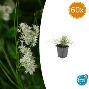 60x Luzula nivea - ↕10-25cm - Ø9cm