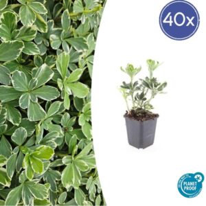 40x Pachysandra term. 'Variegata' - ↕10-25cm - Ø9cm