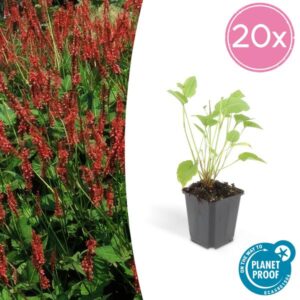 20x Persicaria amplexicaulis - ↕10-25cm - Ø9cm