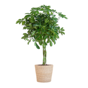 Schefflera Arab Nora met Mand Sofia naturel - 70cm - Ø21