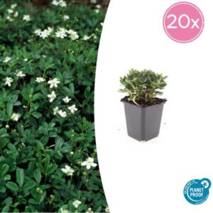 20x Potentilla tridentata 'Nuuk' - ↕10-25cm - Ø9cm
