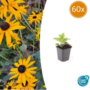 60x Rudbeckia fulgida 'Goldsturm' - ↕10-25cm - Ø9cm