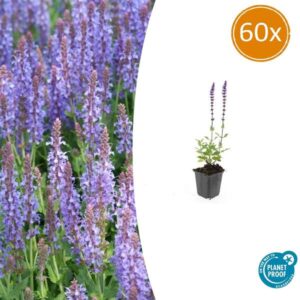 60x Salvia nem. 'Caradonna' - ↕10-25cm - Ø9cm