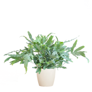 Phlebodium Aureum 'Blue Star' met Viber wit - 40cm - Ø17
