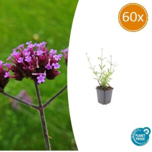 60x Verbena bon. 'Lollipop' - ↕10-25cm - Ø9cm