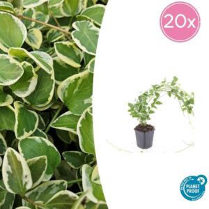 20x Vinca major 'Variegata' - ↕10-25cm - Ø9cm