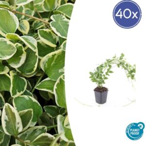 40x Vinca major 'Variegata' - ↕10-25cm - Ø9cm
