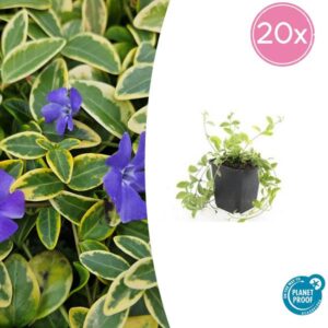 20x Vinca minor 'Aureovariegata' - ↕10-25cm - Ø9cm