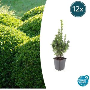 12x Buxus Sempervirens - ↕10-25cm - Ø9cm