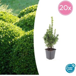 20x Buxus Sempervirens - ↕10-25cm - Ø9cm