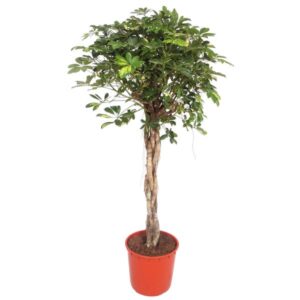 Schefflera Gold Capella gevlochten stam - 160 cm - ø34