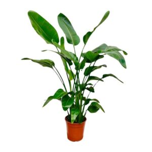 Strelitzia Nicolai - 140 - 150cm - Ø24