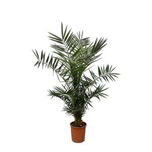 Phoenix Canariensis - 120cm- ø15
