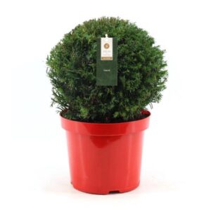 Taxus Collection Ball Ø32cm P26 In Pot Red - Ø26cm - ↕45cm