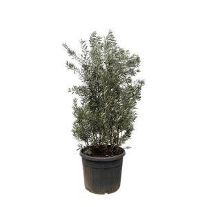 Olea Europaea struik - 220cm- Ø70