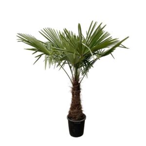 Trachycarpus Fortuneii - 220 - 240cm - Ø45