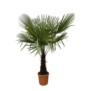 Trachycarpus Fortuneii - 160-180cm - Ø30